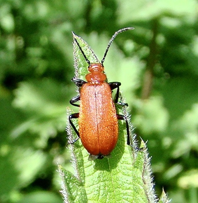 cardinal beetle